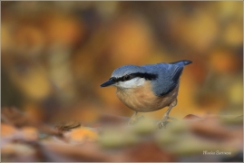 <p>BRHLÍK LESNÍ (Sitta europaea) ---- /Eurasian nuthatch - Kleiber/</p>